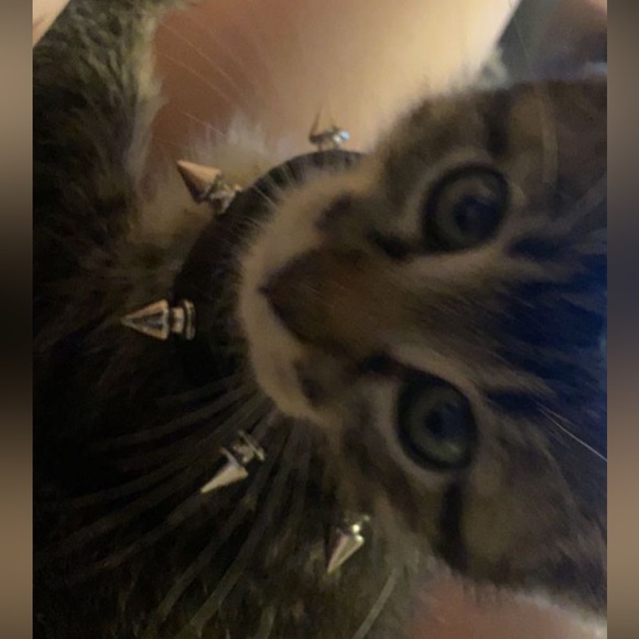 freddy - Picture 13 of 16